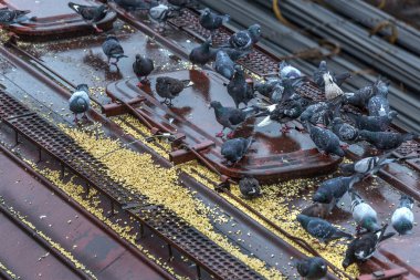 Odessa, Ukrayna - 12 Ekim 2016: Şube istasyondaki bir yük treni. Demiryolu taşımacılığı. Yük. Demiryolu Silo tahıl ve Mısır ile. Bir sürü aç güvercinlerin silo tahıl kapaklı