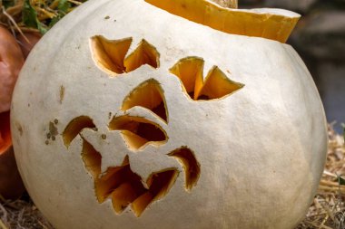 Turuncu büyük Olgun balkabağı. Bir diyet ürün ve sembol tatil kötülüğün güçleri - Cadılar Bayramı. Balkabağına Başkanı korkutucu maskeler şeklinde All Saints tatile aşağılık kesmek