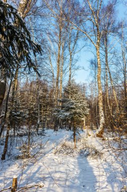 Karla kaplı ağaçlar kış orman manzarası. Yeni yıl tebrik kartı için yaratıcı tema arka plan olarak. Kış manzara takvim için