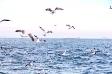 Keskin değil doğal arka plan bulanık. Gökyüzü ve deniz dalgaları karşı sahilde deniz martı. Temel sıçrama doğal için arka plan yaratıcı herhangi bir doğal tasarım