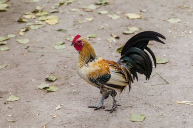 Horoz - horoz, New 2017 - ateşli kırmızı horoz Çin takvimine göre sembolü. Yeni yıl geliyor, kuş-sembolü ile şenlikli arka plan için. Yıl sembolü. Güneşli kırsal sahne