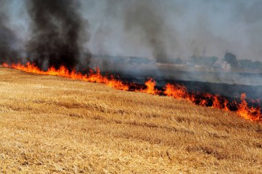 Tamamen orman ve bozkır yangınları ve rüzgar kuru alanlar ve bozkırlarında şiddetli bir kuraklık sırasında yok. Felaket düzenli hasar doğa ve bölge ekonomisi için getiriyor. Işık alan whea hasat ile