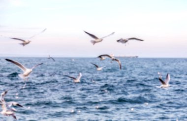 Keskin değil doğal arka plan bulanık. Gökyüzü ve deniz dalgaları karşı sahilde deniz martı. Temel sıçrama doğal için arka plan yaratıcı herhangi bir doğal tasarım