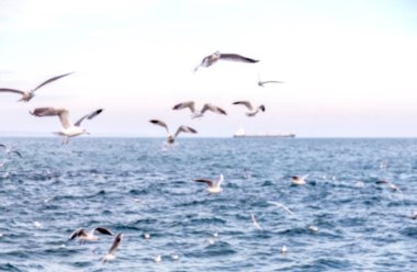 Keskin değil doğal arka plan bulanık. Gökyüzü ve deniz dalgaları karşı sahilde deniz martı. Temel sıçrama doğal için arka plan yaratıcı herhangi bir doğal tasarım