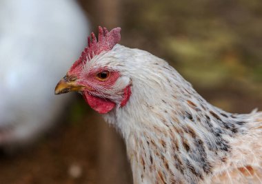 Horoz - horoz, New 2017 - ateşli kırmızı horoz Çin takvimine göre sembolü. Yeni yıl geliyor, kuş-sembolü ile şenlikli arka plan için. Yıl sembolü. Güneşli kırsal sahne