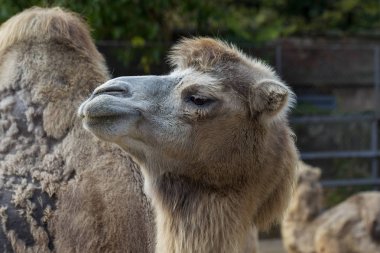 Deve hayvanat bahçesinde. Büyük yetişkin deve hayvanat bahçesi büyük kuş kafesi şehir içinde