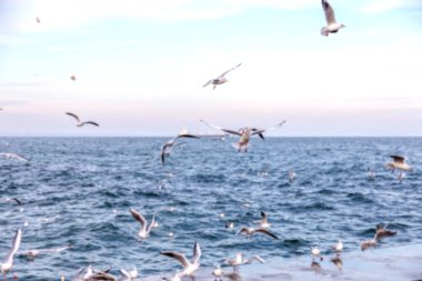 Keskin değil doğal arka plan bulanık. Gökyüzü ve deniz dalgaları karşı sahilde deniz martı. Temel sıçrama doğal için arka plan yaratıcı herhangi bir doğal tasarım