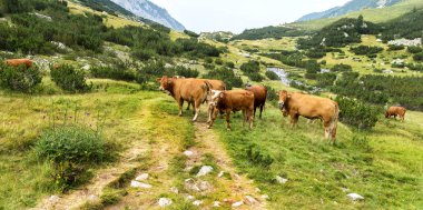 Yeşil vadi ve arka plan, Bulgaristan, Pirin dağ dağ zirveleri ile taze yeşil dağda otlayan inekler dağlarda pastoral yaz peyzaj mera