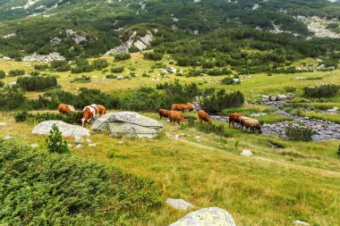 Yeşil vadi ve arka plan, Bulgaristan, Pirin dağ dağ zirveleri ile taze yeşil dağda otlayan inekler dağlarda pastoral yaz peyzaj mera