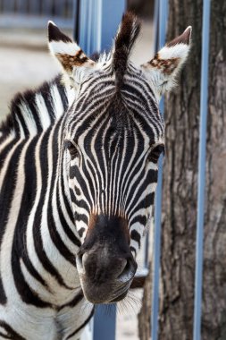 Baş, Zebra yakın çekim yüz. Hayvanat Bahçesi kafeste Artiodactyla memeliler zebra. Vahşi hayvanlar savannah, kır. seçici odak