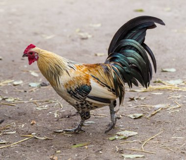 Horoz - horoz, New 2017 - ateşli kırmızı horoz Çin takvimine göre sembolü. Yeni yıl geliyor, kuş-sembolü ile şenlikli arka plan için. Yıl sembolü. Güneşli kırsal sahne