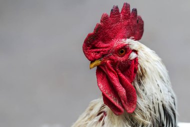 Horoz - horoz, New 2017 - ateşli kırmızı horoz Çin takvimine göre sembolü. Yeni yıl geliyor, kuş-sembolü ile şenlikli arka plan için. Yıl sembolü. Güneşli kırsal sahne