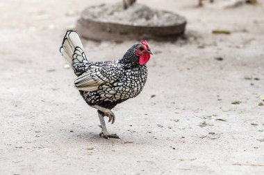 Horoz - horoz, New 2017 - ateşli kırmızı horoz Çin takvimine göre sembolü. Yeni yıl geliyor, kuş-sembolü ile şenlikli arka plan için. Yıl sembolü. Güneşli kırsal sahne