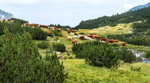 Idyllic Summer Landscape Mountains Cows Grazing Fresh Green Mountain Pastures — Stock Photo, Image