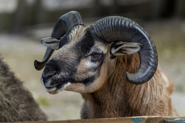 Male Sheep Large Antlered Farm Ram Head Horns Close Portrait — Stock Photo, Image