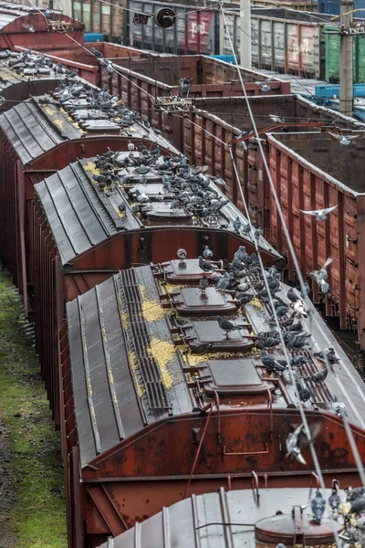 Odessa Ukraine October 2016 Freight Train Branch Station Rail Transportation — Stock Photo, Image