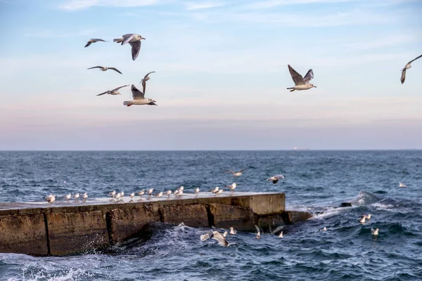Hungry Gulls Circling Winter Beach Search Food Background Sea Blue — Stock Photo, Image