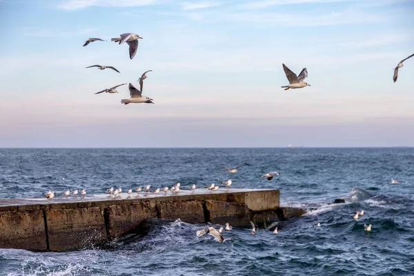 Mouettes Affamées Encerclant Plage Hiver Recherche Nourriture Sur Fond Mer — Photo