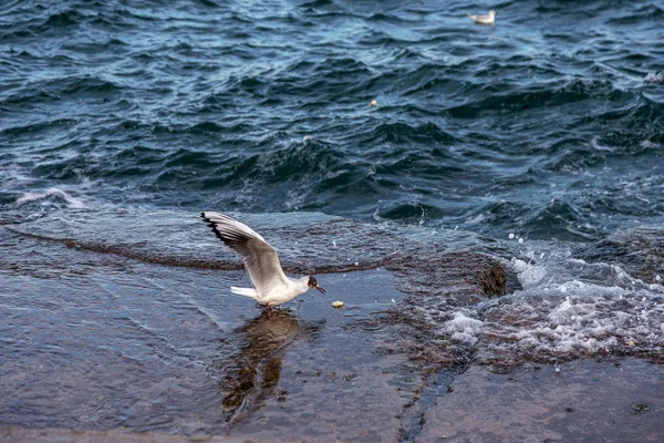 Gaivotas Famintas Circulando Sobre Praia Inverno Busca Comida Fundo Mar — Fotografia de Stock