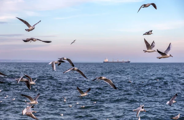 Mouettes Affamées Encerclant Plage Hiver Recherche Nourriture Sur Fond Mer — Photo