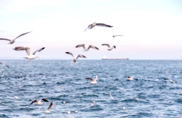 Blurred Sharp Natural Background Sea Gulls Beach Sky Sea Waves — Stock Photo, Image