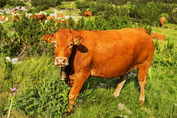 Idyllic Summer Landscape Mountains Cows Grazing Fresh Green Mountain Pastures — Stock Photo, Image