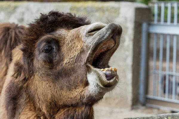 Chameau Zoo Grand Chameau Adulte Dans Volière Zoo Ville — Photo