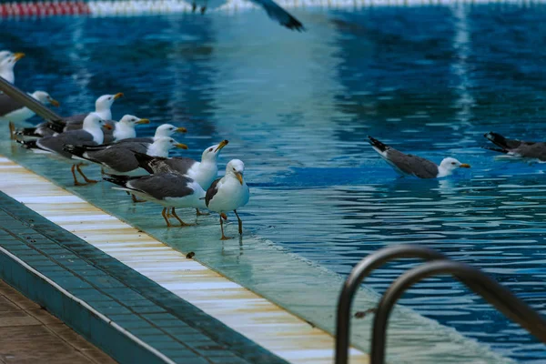 Spor Yüzme Havuzu Yüzme Topu Sıçrama Tahtası Kurulu Içine Kuleden — Stok fotoğraf