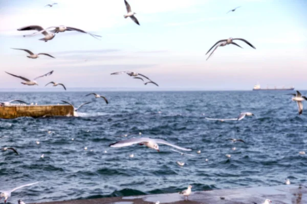 Fond Naturel Flou Non Pointu Goélands Mer Sur Plage Contre — Photo