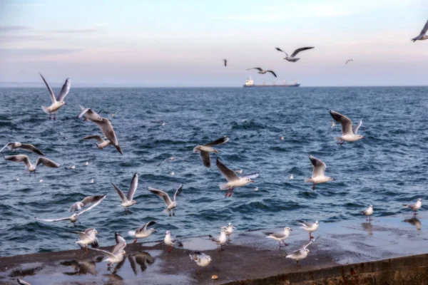 Blurred Sharp Natural Background Sea Gulls Beach Sky Sea Waves — Stock Photo, Image
