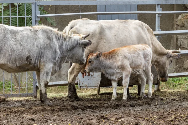 Family Buffalo Bison Zoo Enclosure Wild Animals Captivity — Stock Photo, Image