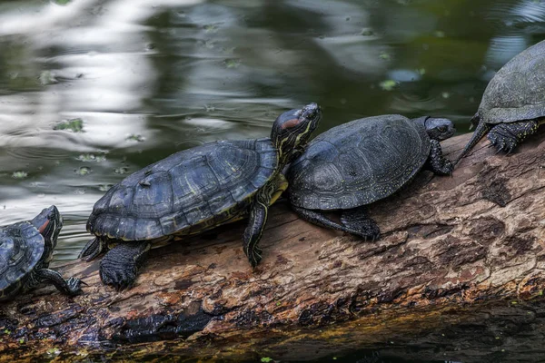 Midland Painted Turtle Chrysemys Picta Marginata Heeft Traditioneel Geselecteerd Logboeken — Stockfoto