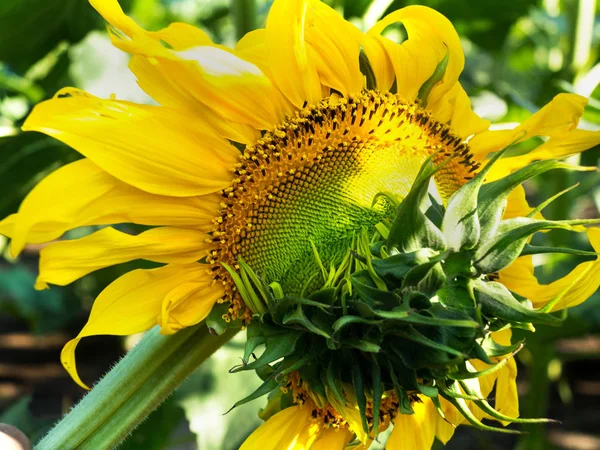 The original creative double flower sunflower on a sunflower field in bright sunlight. Backlit sunlight