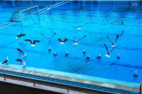 Sports swimming pool for swimming and playing water polo, jumping from tower into water, from board of springboard. Empty pool was occupied by seagulls. Seagulls swim in water of sports pool. Flying seagulls