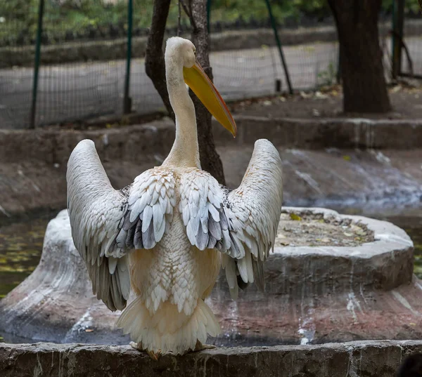 Grandes Pelicanos Cor Rosa Recinto Zoológico Admiram Sua Beleza Jovens — Fotografia de Stock