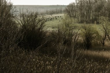 Bahar kırsal manzara doğa