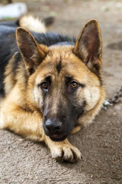Çimenlerin üzerinde Alman çoban, Genç Doğu Avrupa çoban, Alman çoban, parkta bir köpek dikkatle kameraya benziyor. Kamera izlerken bir özenli bakışları ile genç köpek portresi