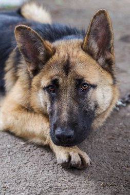 Çimenlerin üzerinde Alman çoban, Genç Doğu Avrupa çoban, Alman çoban, parkta bir köpek dikkatle kameraya benziyor. Kamera izlerken bir özenli bakışları ile genç köpek portresi