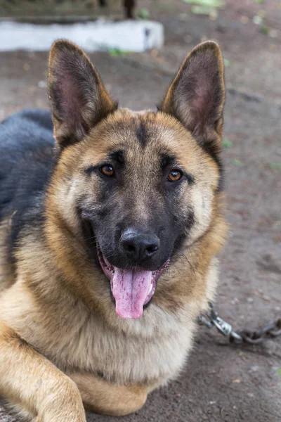 草の上のドイツ羊飼い 若い東ヨーロッパの羊飼いは ジャーマン シェパード 公園で犬に注意深くカメラに見えます カメラを見て丁寧な視線に若齢犬の肖像画 — ストック写真