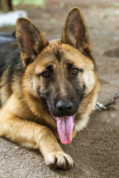 草の上のドイツ羊飼い 若い東ヨーロッパの羊飼いは ジャーマン シェパード 公園で犬に注意深くカメラに見えます カメラを見て丁寧な視線に若齢犬の肖像画 — ストック写真