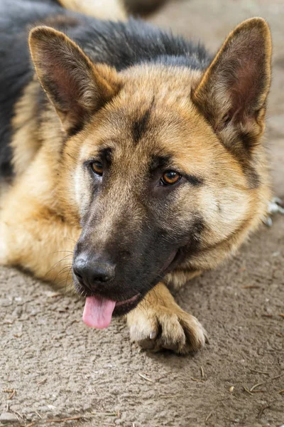 草の上のドイツ羊飼い 若い東ヨーロッパの羊飼いは ジャーマン シェパード 公園で犬に注意深くカメラに見えます カメラを見て丁寧な視線に若齢犬の肖像画 — ストック写真