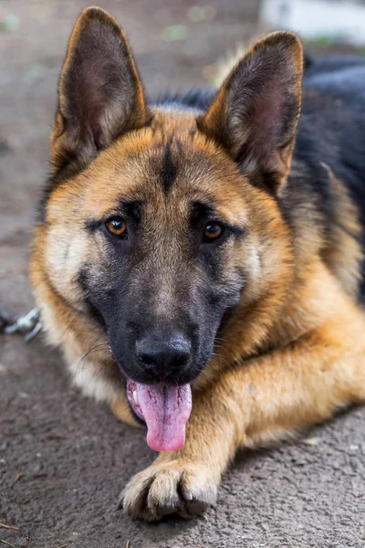 草の上のドイツ羊飼い 若い東ヨーロッパの羊飼いは ジャーマン シェパード 公園で犬に注意深くカメラに見えます カメラを見て丁寧な視線に若齢犬の肖像画 — ストック写真