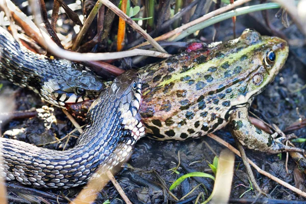 Big Hungry Snake Eating Frog Hunting — Stock Photo, Image