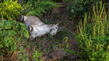 Kavram. Kavramsal görüntü: terk edilmiş oyuncak. Gereksiz şeyler; Sona erdi mutlu çocukluk. Eski bir çocuk oyuncak at, eşek acele için çim var. Aşk, ayrılık, ölüm ve ihanet arka plan