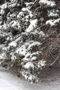 Kış manzara karla kaplı Park. Winter park, ağaçlarda kar, kar sokak yol