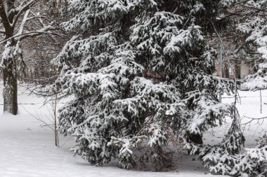 Kış manzara karla kaplı Park. Winter park, ağaçlarda kar, kar sokak yol
