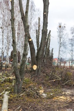 Parkta ağaçların budama ilkbahar. Kırpılan ağaçlar. Kesilen dalları, büyük günlükleri, yakacak odun çizgili