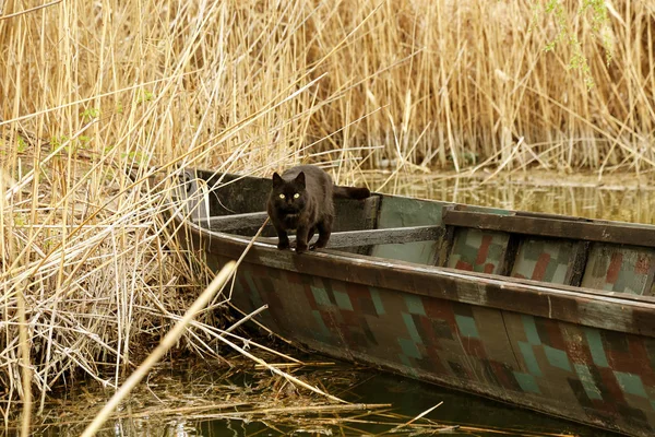 Viejo Barco Remo Azul Madera Hermoso Día Soleado Primavera Canal — Foto de Stock