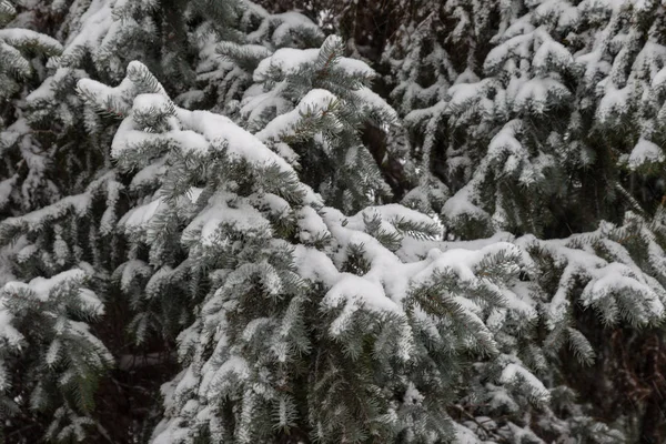 被白雪覆盖的公园的冬季景观 冬天在公园里 雪在树上 小巷在雪中 — 图库照片