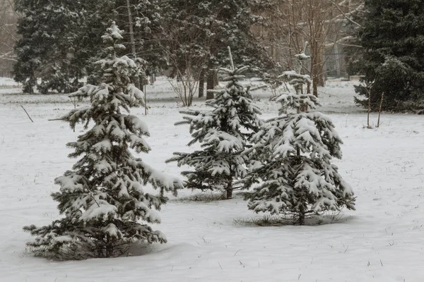 Winterlandschaft Eines Schneebedeckten Parks Winter Park Schnee Auf Den Bäumen — Stockfoto